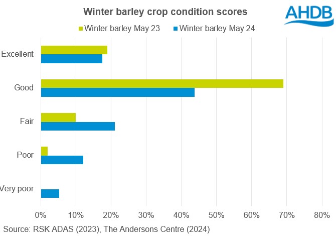Chart showing GB winter barley crop condition scores at the end of May 2024 and May 2023